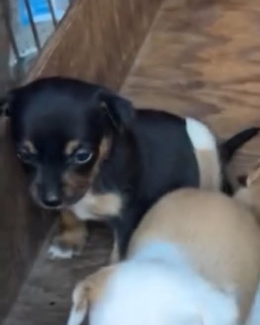 LOST PET - Oahu | Stolen Stuff Hawaii