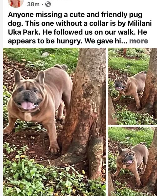 LOST PET - Oahu | Stolen Stuff Hawaii