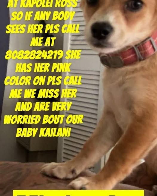 LOST PET - Oahu | Stolen Stuff Hawaii