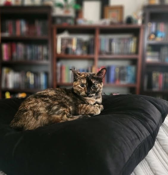 LOST PET - Oahu | Stolen Stuff Hawaii