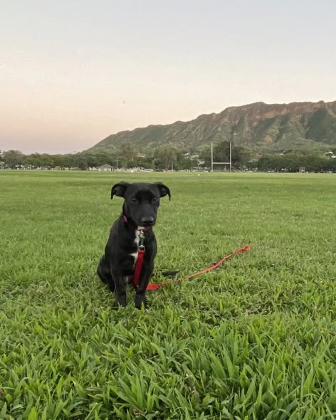 LOST PET - Oahu | Stolen Stuff Hawaii