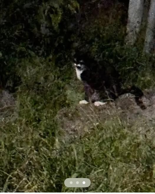 LOST PET - Oahu | Stolen Stuff Hawaii