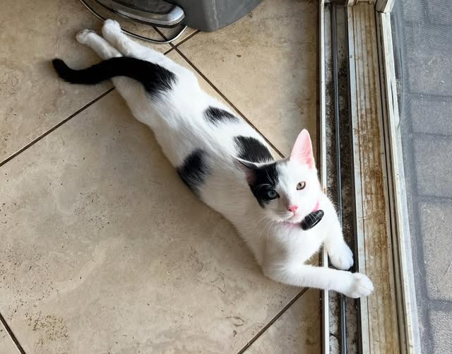 LOST PET - Oahu | Stolen Stuff Hawaii