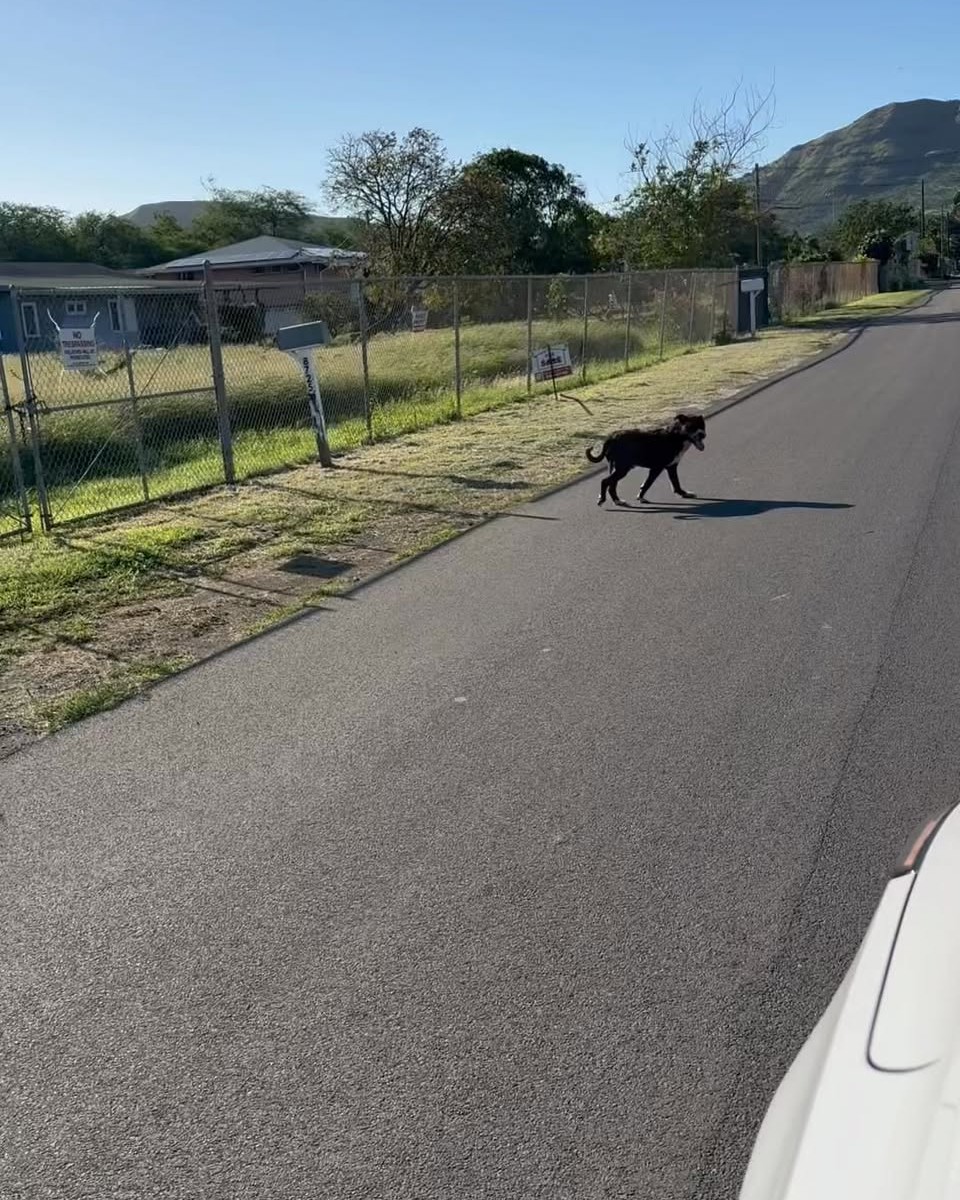 FOUND PET - Oahu | Stolen Stuff Hawaii