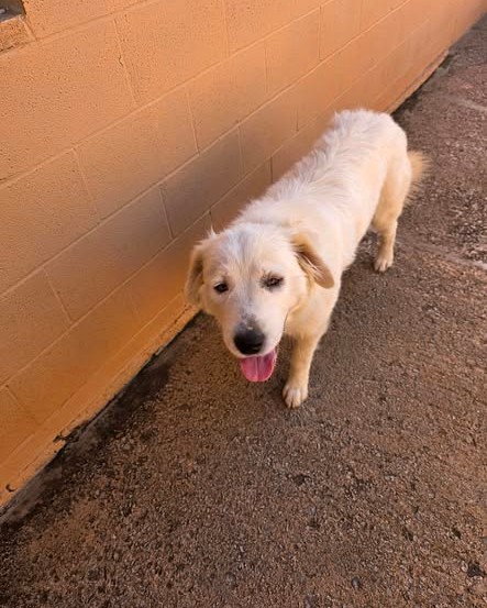 FOUND PET - Oahu | Stolen Stuff Hawaii