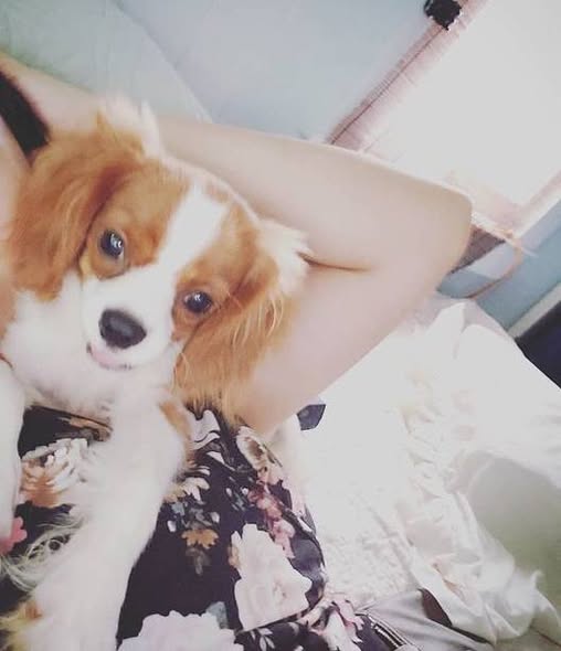 LOST PET - Oahu | Stolen Stuff Hawaii