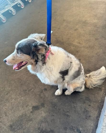 FOUND PET - Oahu | Stolen Stuff Hawaii