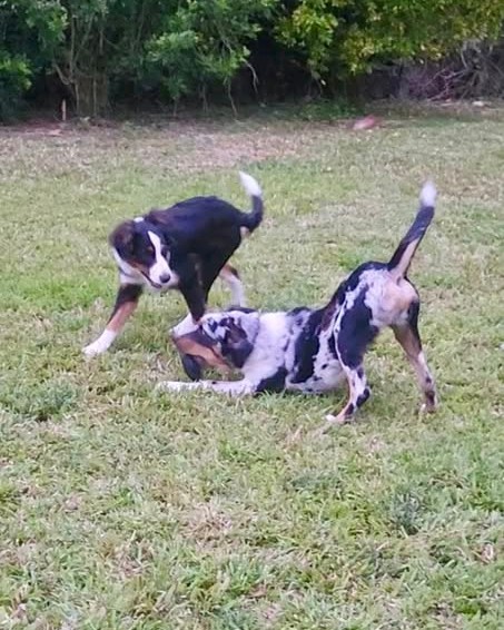 LOST PET - Oahu | Stolen Stuff Hawaii