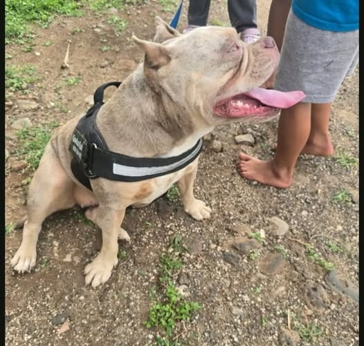 LOST PET - Oahu | Stolen Stuff Hawaii