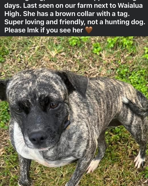 LOST PET - Oahu | Stolen Stuff Hawaii