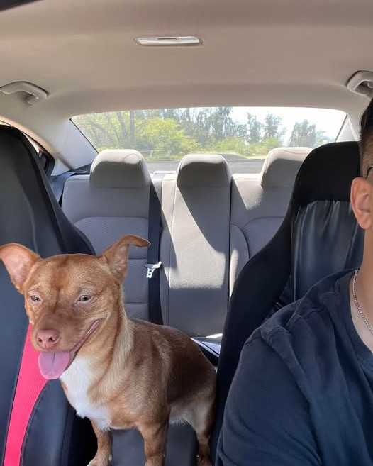 FOUND PET - Oahu | Stolen Stuff Hawaii
