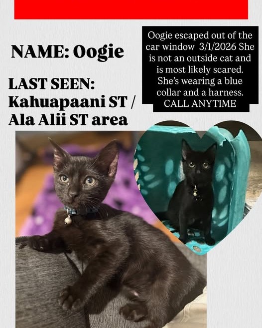 LOST PET - Oahu | Stolen Stuff Hawaii