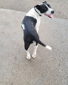 ANIMAL SIGHTING - Nanakuli | Stolen Stuff Hawaii
