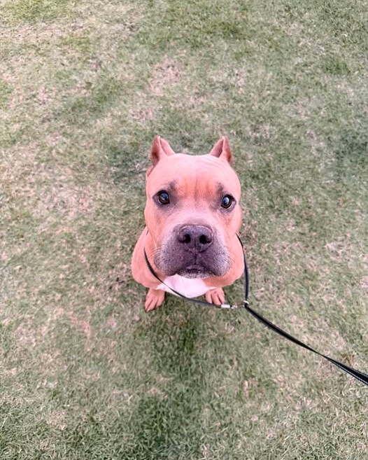 FOUND PET - Oahu | Stolen Stuff Hawaii