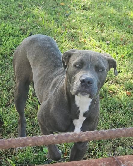 ANIMAL SIGHTING - Oahu | Stolen Stuff Hawaii