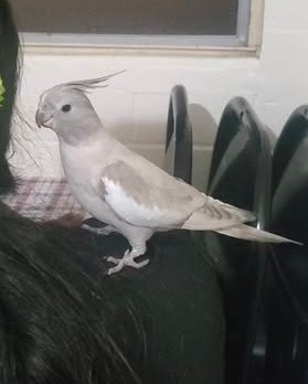 LOST PET - Oahu | Stolen Stuff Hawaii