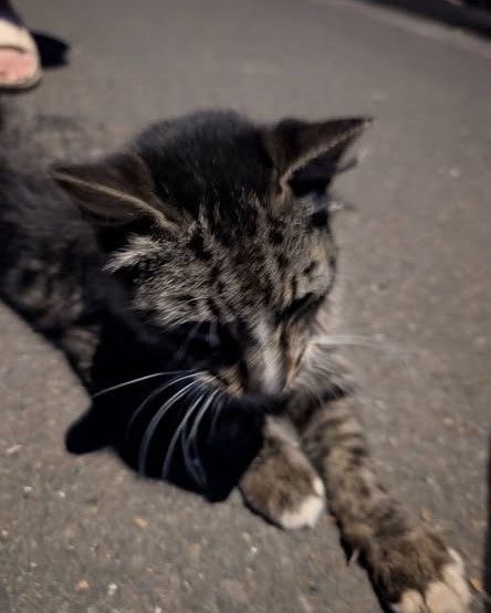 FOUND PET - Oahu | Stolen Stuff Hawaii