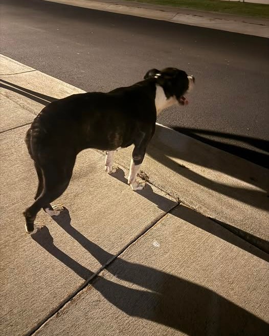 LOST PET - Oahu | Stolen Stuff Hawaii