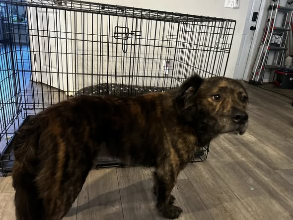 LOST PET - Oahu | Stolen Stuff Hawaii