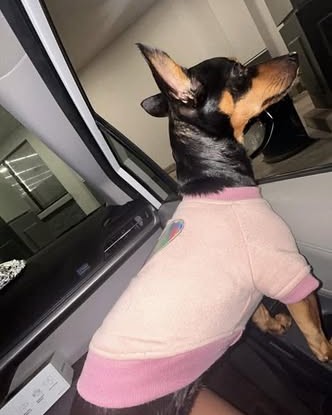 FOUND PET - Oahu | Stolen Stuff Hawaii
