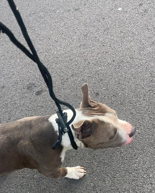 FOUND PET - Oahu | Stolen Stuff Hawaii