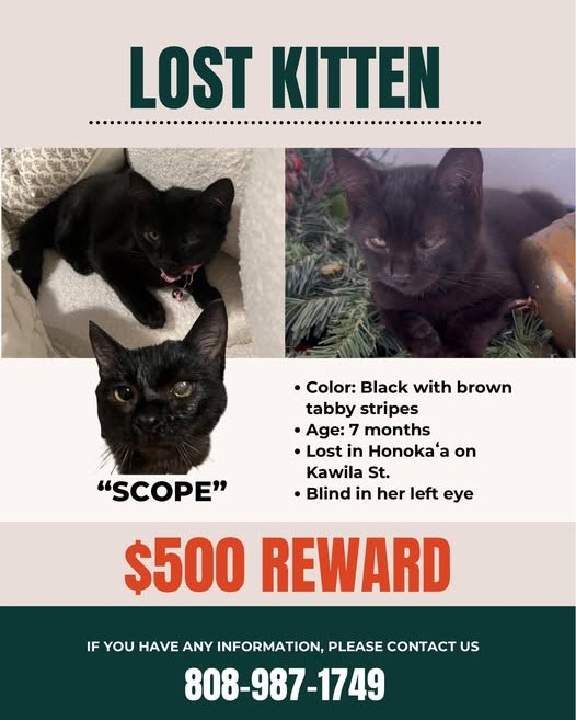 LOST PET - Oahu | Stolen Stuff Hawaii