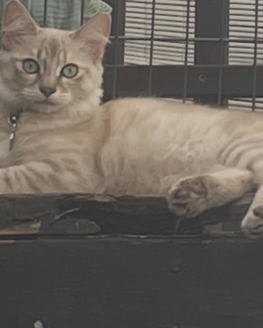 LOST PET - Oahu | Stolen Stuff Hawaii