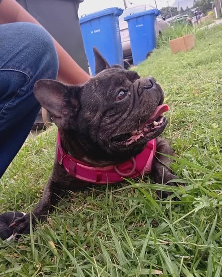 FOUND PET - Oahu | Stolen Stuff Hawaii