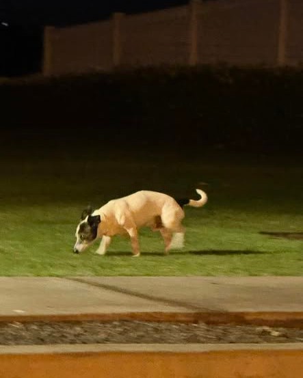 FOUND PET - Oahu | Stolen Stuff Hawaii