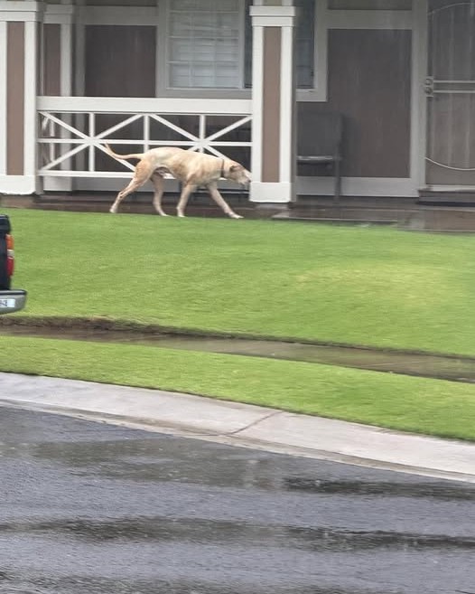 ANIMAL SIGHTING - Oahu | Stolen Stuff Hawaii