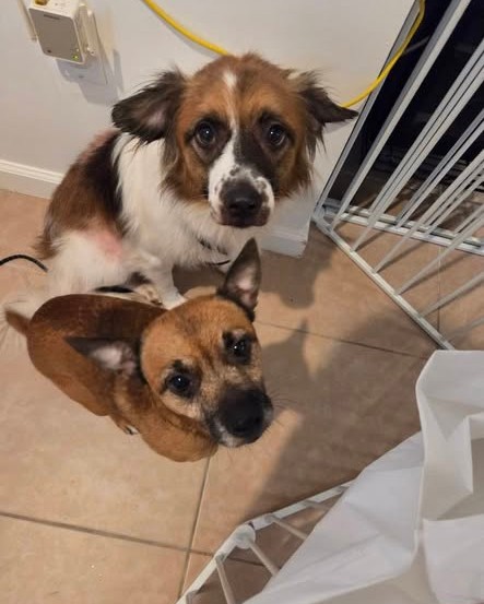 FOUND PET - Oahu | Stolen Stuff Hawaii