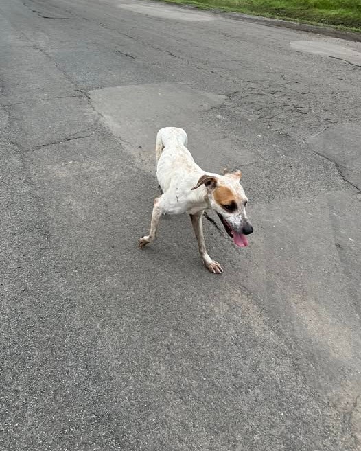 ANIMAL SIGHTING - Oahu | Stolen Stuff Hawaii