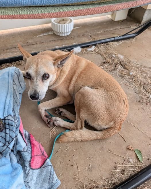 FOUND PET - Oahu | Stolen Stuff Hawaii