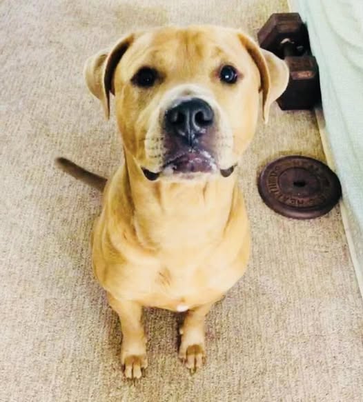 LOST PET - Oahu | Stolen Stuff Hawaii