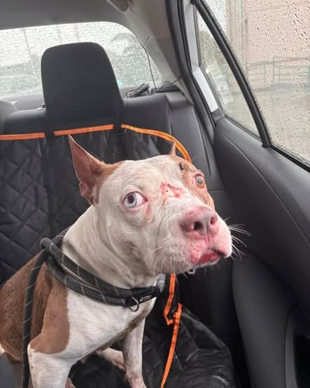 FOUND PET - Oahu | Stolen Stuff Hawaii