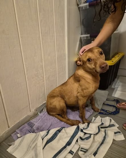 FOUND PET - Oahu | Stolen Stuff Hawaii