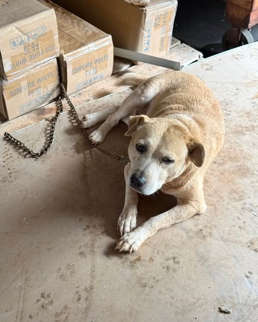 FOUND PET - Oahu | Stolen Stuff Hawaii