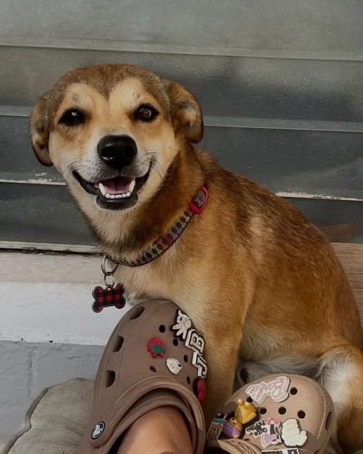 LOST PET - Oahu | Stolen Stuff Hawaii
