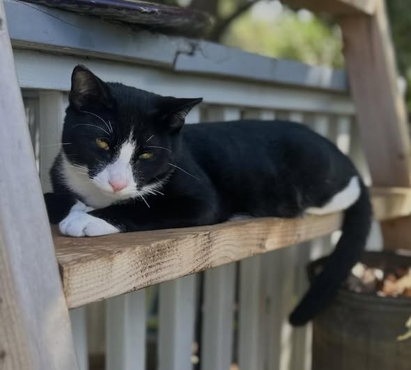 LOST PET - Oahu | Stolen Stuff Hawaii