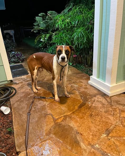FOUND PET - Oahu | Stolen Stuff Hawaii