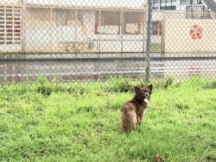 ANIMAL SIGHTING - Oahu | Stolen Stuff Hawaii