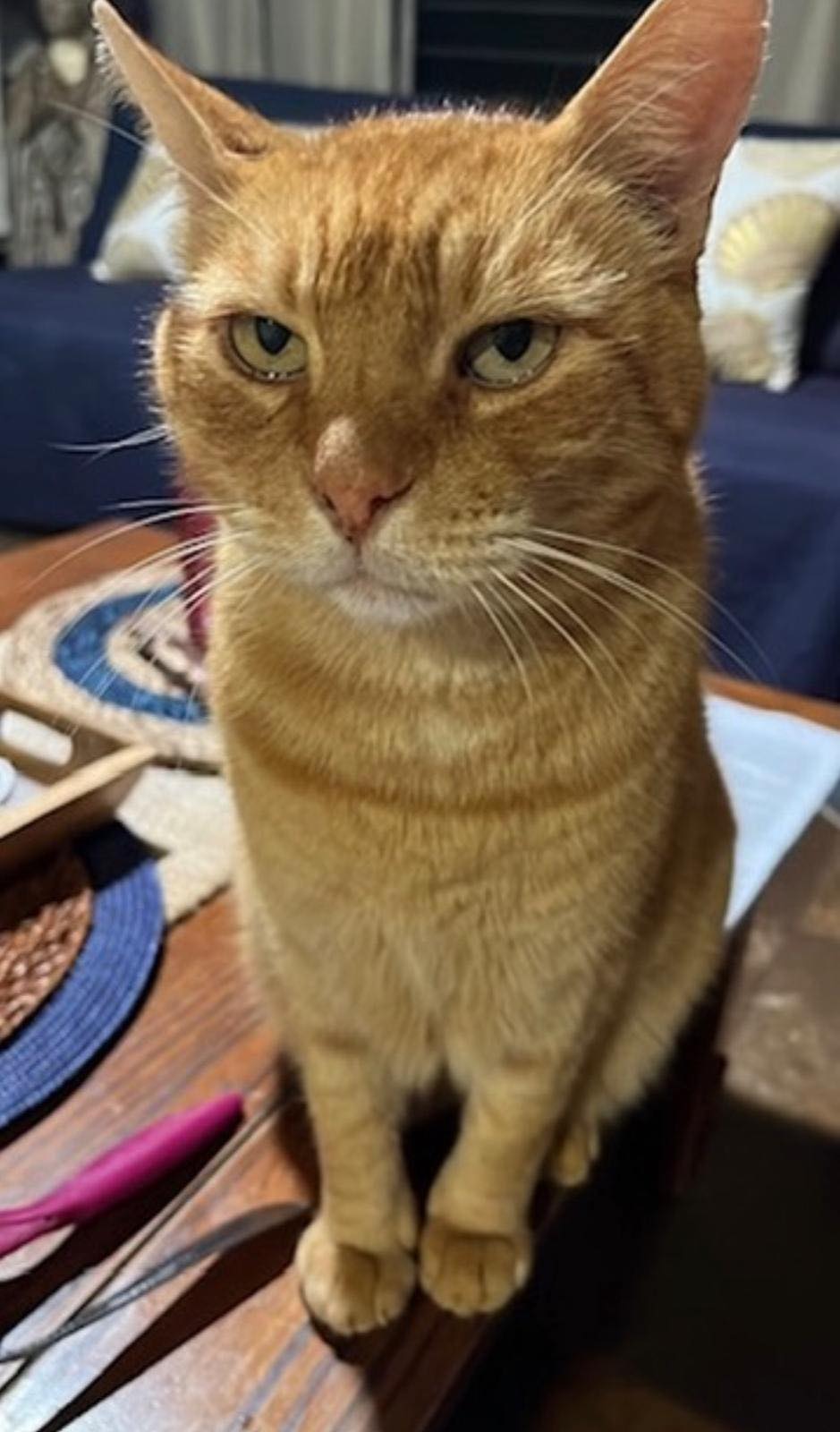 LOST PET - Oahu | Stolen Stuff Hawaii