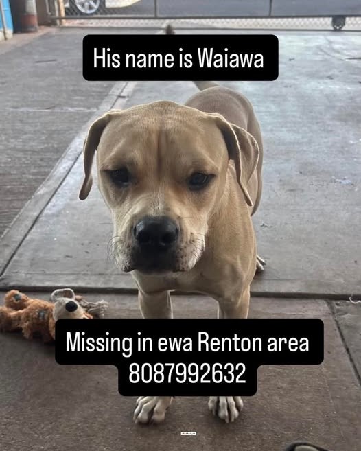 LOST PET - Oahu | Stolen Stuff Hawaii