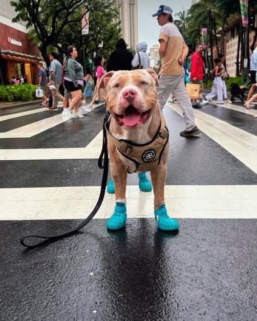 LOST PET - Oahu | Stolen Stuff Hawaii