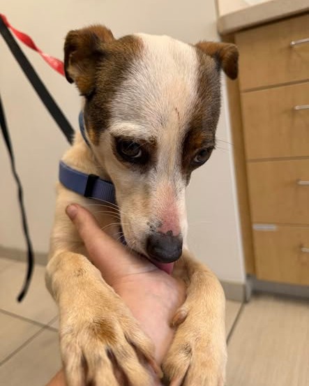 FOUND PET - Oahu | Stolen Stuff Hawaii