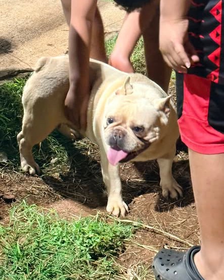 ANIMAL SIGHTING - Oahu | Stolen Stuff Hawaii