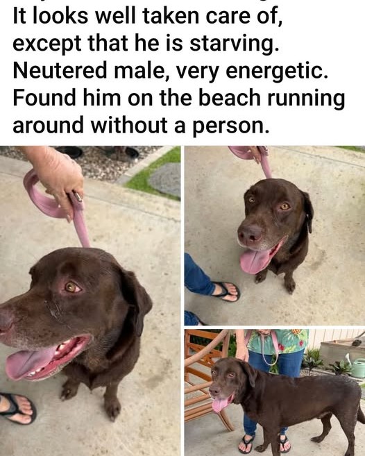 FOUND PET - Oahu | Stolen Stuff Hawaii