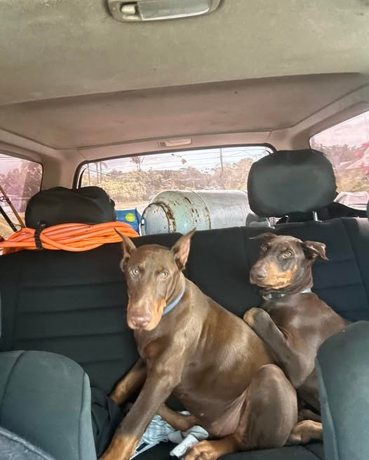 LOST PET - Hawaii | Stolen Stuff Hawaii