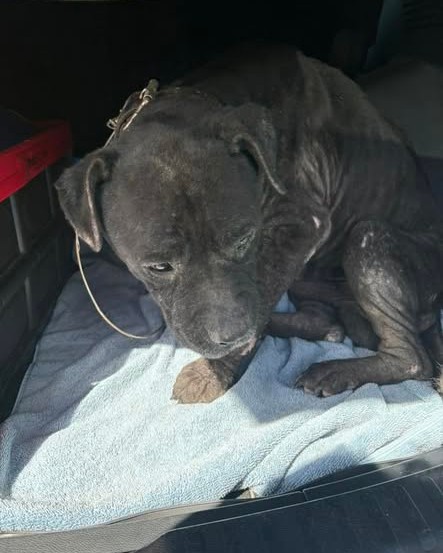 ANIMAL SIGHTING - Oahu | Stolen Stuff Hawaii