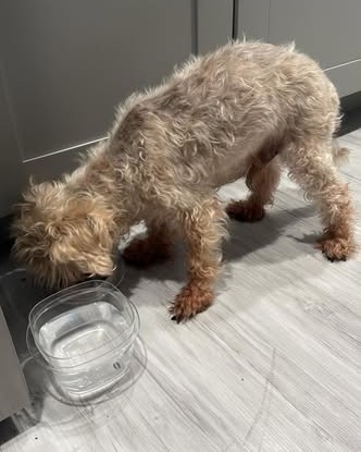 FOUND PET - Oahu | Stolen Stuff Hawaii